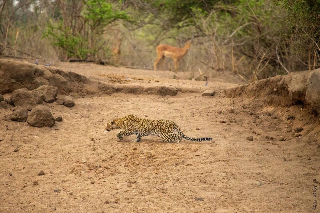 Leopard stalking in Mana